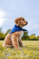 Con chó, chú chó vàng, chó Golden Retriever, dễ thương, The dog, the golden dog, the Golden Retriever, is cute -  Caleb Oquendo 8