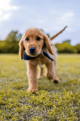 Con chó, chú chó vàng, chó Golden Retriever, dễ thương, The dog, the golden dog, the Golden Retriever, is cute -  Caleb Oquendo 11