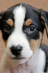 Con chó, chú chó tam thể, chó Bully, dễ thương, The dog, the bully dog, the Golden Retriever, is cute -  Nadiye Odabaşı