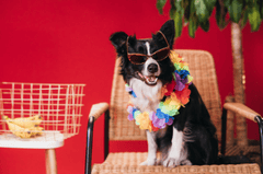 Con chó, chú chó thời trang, chó Border Collie, chó đen trắng, dễ thương, Dog, fashionable dog, Border Collie, black and white dog, cute - KoolShooters 2