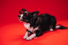 Con chó, chú chó thời trang, chó Border Collie, chó đen trắng, dễ thương, Dog, fashionable dog, Border Collie, black and white dog, cute - KoolShooters 9