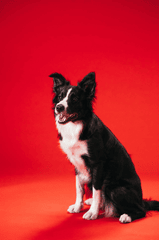 Con chó, chú chó thời trang, chó Border Collie, chó đen trắng, dễ thương, Dog, fashionable dog, Border Collie, black and white dog, cute - KoolShooters 8