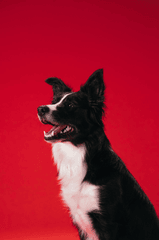 Con chó, chú chó thời trang, chó Border Collie, chó đen trắng, dễ thương, Dog, fashionable dog, Border Collie, black and white dog, cute - KoolShooters 6
