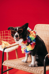 Con chó, chú chó thời trang, chó Border Collie, chó đen trắng, dễ thương, Dog, fashionable dog, Border Collie, black and white dog, cute - KoolShooters 3