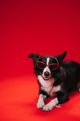 Con chó, chú chó thời trang, chó Border Collie, chó đen trắng, dễ thương, Dog, fashionable dog, Border Collie, black and white dog, cute - KoolShooters 10