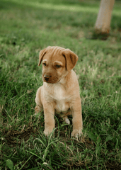 Con chó, chú chó vàng, chó Golden Retriever, dễ thương, The dog, the golden dog, the Golden Retriever, is cute -  Nadiye Odabaşı 2