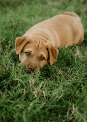Con chó, chú chó vàng, chó Golden Retriever, dễ thương, The dog, the golden dog, the Golden Retriever, is cute -  Nadiye Odabaşı 4