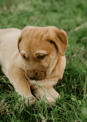 Con chó, chú chó vàng, chó Golden Retriever, dễ thương, The dog, the golden dog, the Golden Retriever, is cute -  Nadiye Odabaşı 3