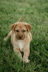 Con chó, chú chó vàng, chó Golden Retriever, dễ thương, The dog, the golden dog, the Golden Retriever, is cute -  Nadiye Odabaşı