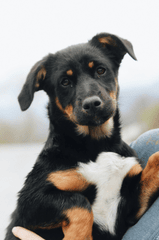 Con chó, chú chó tam thể, chó Bully, dễ thương, The dog, the bully dog, the Golden Retriever, is cute - Nuray Yakın