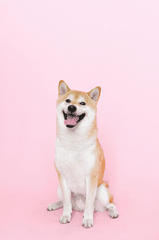 Con chó, chú chó thời trang, chó Shiba Inu, chó lông vàng, dễ thương, the dog, the fashionable dog, the Shiba Inu, the golden retriever, cute. -  Anna Shvets 11