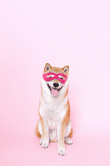 Con chó, chú chó thời trang, chó Shiba Inu, chó lông vàng, dễ thương, the dog, the fashionable dog, the Shiba Inu, the golden retriever, cute. -  Anna Shvets 13