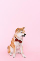 Con chó, chú chó thời trang, chó Shiba Inu, chó lông vàng, dễ thương, the dog, the fashionable dog, the Shiba Inu, the golden retriever, cute. -  Anna Shvets 14
