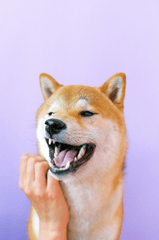 Con chó, chú chó thời trang, chó Shiba Inu, chó lông vàng, dễ thương, the dog, the fashionable dog, the Shiba Inu, the golden retriever, cute. -  Anna Shvets 9