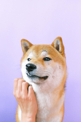 Con chó, chú chó thời trang, chó Shiba Inu, chó lông vàng, dễ thương, the dog, the fashionable dog, the Shiba Inu, the golden retriever, cute. -  Anna Shvets 6