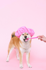 Con chó, chú chó thời trang, chó Shiba Inu, chó lông vàng, dễ thương, the dog, the fashionable dog, the Shiba Inu, the golden retriever, cute. -  Anna Shvets 3