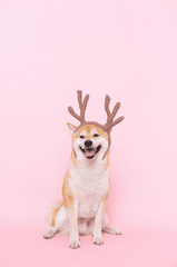 Con chó, chú chó thời trang, chó Shiba Inu, chó lông vàng, dễ thương, the dog, the fashionable dog, the Shiba Inu, the golden retriever, cute. -  Anna Shvets 15