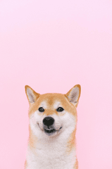Con chó, chú chó thời trang, chó Shiba Inu, chó lông vàng, dễ thương, the dog, the fashionable dog, the Shiba Inu, the golden retriever, cute. -  Anna Shvets 8