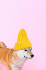 Con chó, chú chó thời trang, chó Shiba Inu, chó lông vàng, dễ thương, the dog, the fashionable dog, the Shiba Inu, the golden retriever, cute. -  Anna Shvets
