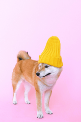 Con chó, chú chó thời trang, chó Shiba Inu, chó lông vàng, dễ thương, the dog, the fashionable dog, the Shiba Inu, the golden retriever, cute. -  Anna Shvets 23