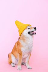 Con chó, chú chó thời trang, chó Shiba Inu, chó lông vàng, dễ thương, the dog, the fashionable dog, the Shiba Inu, the golden retriever, cute. -  Anna Shvets 4