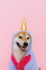 Con chó, chú chó thời trang, chó Shiba Inu, chó lông vàng, dễ thương, the dog, the fashionable dog, the Shiba Inu, the golden retriever, cute. -  Anna Shvets 21