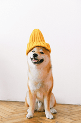 Con chó, chú chó thời trang, chó Shiba Inu, chó lông vàng, dễ thương, the dog, the fashionable dog, the Shiba Inu, the golden retriever, cute. -  Anna Shvets 24