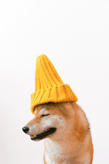 Con chó, chú chó thời trang, chó Shiba Inu, chó lông vàng, dễ thương, the dog, the fashionable dog, the Shiba Inu, the golden retriever, cute. -  Anna Shvets 22
