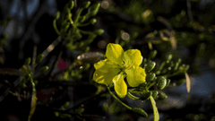 Hoa mai, cây cảnh, bonsai, flower, tết, xuân, spring, truyền thống, Việt Nam- tigerhbu11 3