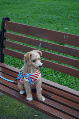 Chó, chó con, thú cưng, dễ thương, động vật, Dog, puppy, pet, cute, animal 5