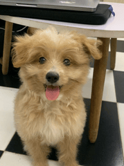 Chó, chó con, thú cưng, dễ thương, động vật, Dog, puppy, pet, cute, animal 8
