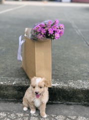 Chó, chó con, thú cưng, dễ thương, động vật, Dog, puppy, pet, cute, animal 10