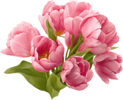 Bó hoa, hoa tulip