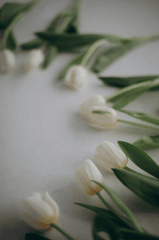 Hoa tulip, hoa- Alina Komarevska 2