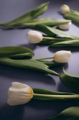 Hoa tulip, hoa- Alina Komarevska 6