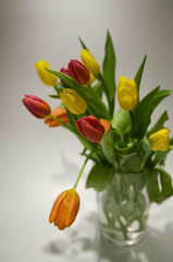 Hoa tulip, hoa- Alina Komarevska 11