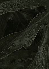 Lá cây, lá-Valeriia Miller 16