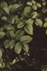Lá cây, lá-Valeriia Miller 3