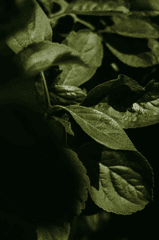 Lá cây, lá-Valeriia Miller 4