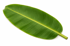 Lá, lá chuối