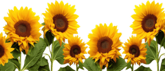 Hoa hướng dương, flower 1