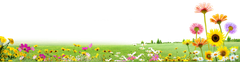Bãi cỏ, hoa, grass 4