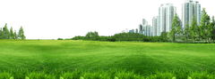 Bãi cỏ, hoa, grass 1