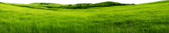 Bãi cỏ, hoa, grass 6