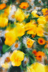 Lá, hiệu ứng nhòe- Eugene Golovesov 22
