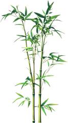 Cây tre, bamboo 3