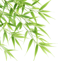 Cây tre, bamboo 1