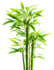 Cây tre, bamboo