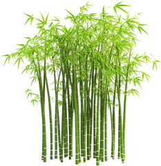 Cây tre, bamboo 4