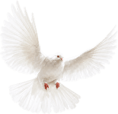 Chim bồ câu, bird